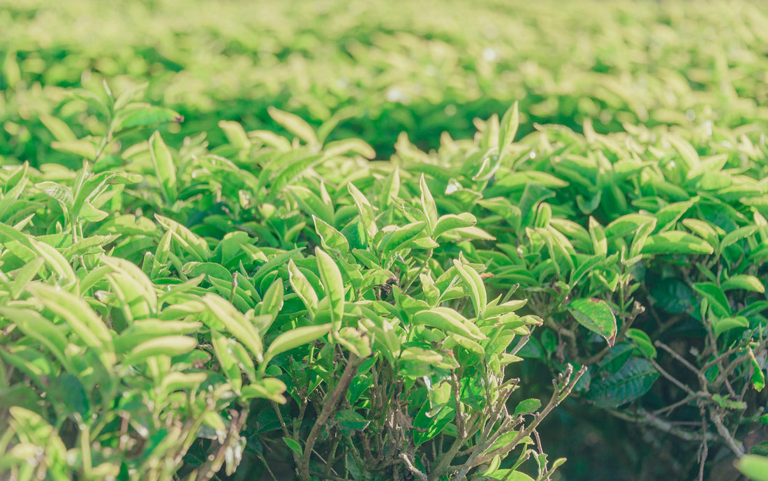Le matcha est-il un thé à part entière ?